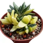 Gasteria Minima f. variegata - Stunning Variegated Succulent with Triangular Leaves