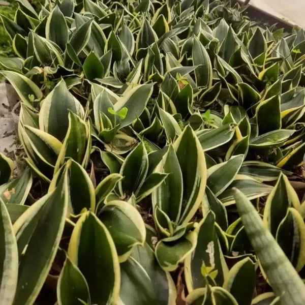 Sansevieria Trifasciata 'Jade Dwarf Marginated' - Compact Snake Plant with Variegated Leaves - Image 2