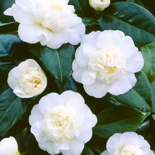 Camellia Japonica 'Snow Ball' - Stunning White Double Blooms for Your Garden - Image 3