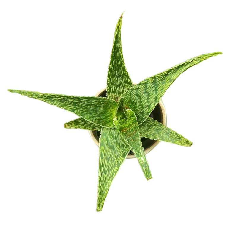 Buy Aloe Blizzard Plants - Hardy and Vibrant Succulent | Low-Maintenance