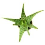 Buy Aloe Blizzard Plants - Hardy and Vibrant Succulent | Low-Maintenance