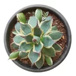 Buy Agave patonii f. marginata alba - Variegated Succulent Plant