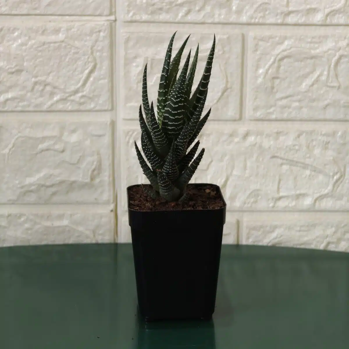 Haworthia Reinwardtii Zebra Wart Plants - Image 8