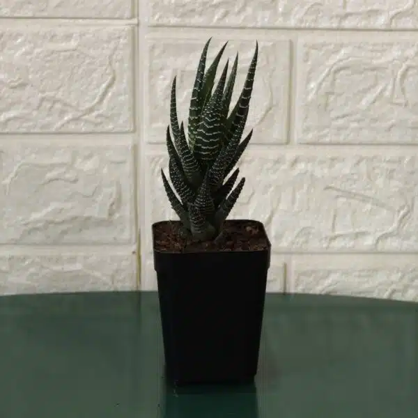Haworthia Reinwardtii Zebra Wart Plants - Image 8