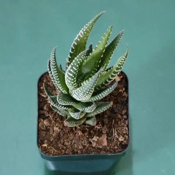 Haworthia Reinwardtii Zebra Wart Plants - Image 7