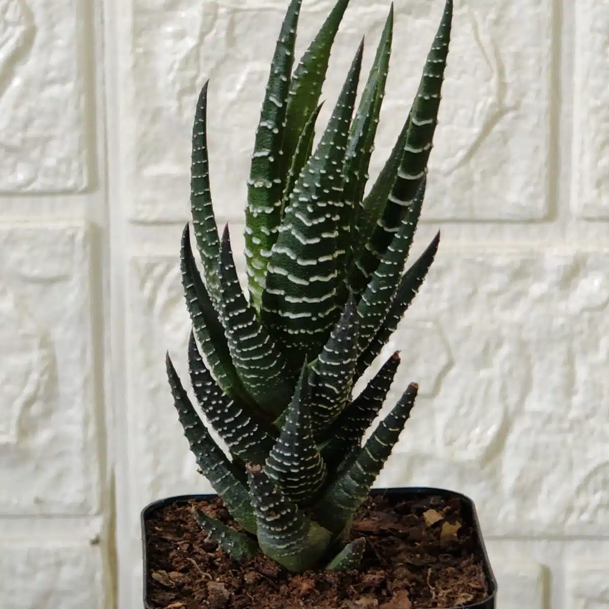 Haworthia Reinwardtii Zebra Wart Plants - Image 4