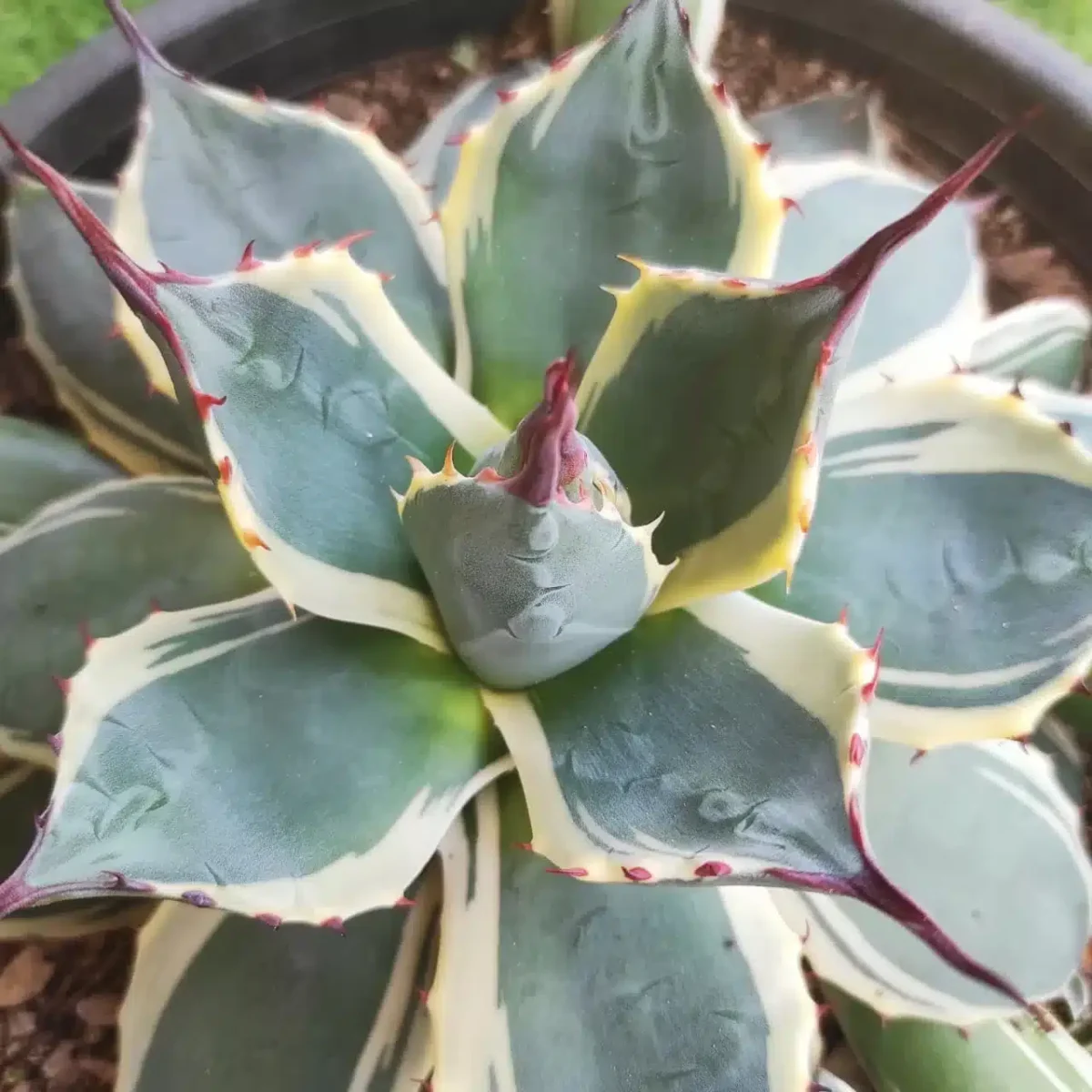 Buy Agave patonii f. marginata alba - Variegated Succulent Plant - Image 3
