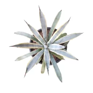 Agave macroacantha ‘Blue Ribbon’ – Stunning Blue-Green Succulent Plant