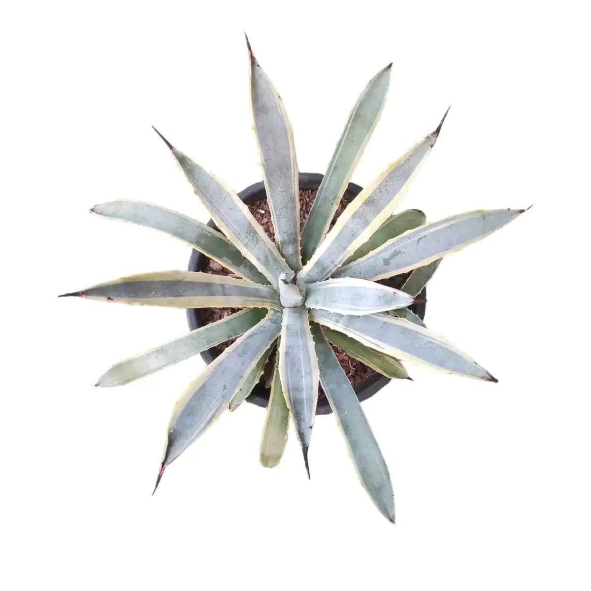 Agave Macroacantha Blue Ribbon–Blue-Green Succulent | Plantshub