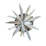 Agave macroacantha ‘Blue Ribbon’ – Stunning Blue plant