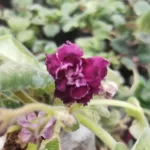 Buy African Violet with Rich Maroon flower - Houseplants, Flowering Plants, Perennials