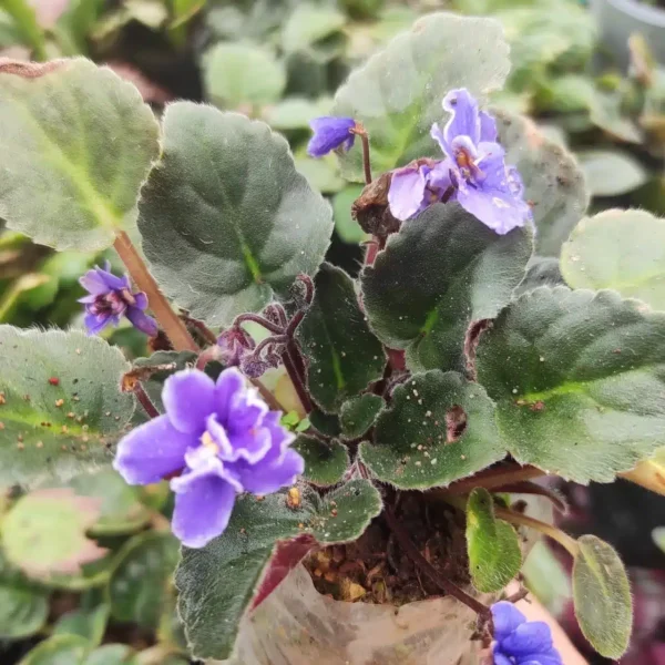 Buy African Violets with Light Purple flower - Houseplants, Flowering Plants, Perennials - Image 2
