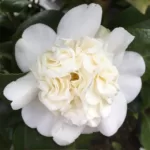 Camellia Japonica 'Snow Ball' - Stunning White Double Blooms for Your Garden