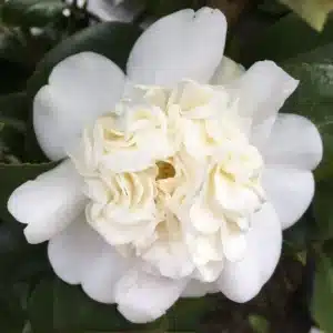 Camellia Japonica ‘Snow Ball’ – Stunning White Double Blooms for Your Garden