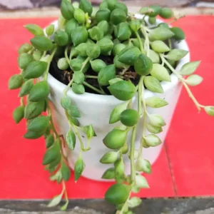 Variegated String Of Tears – Trailing Succulent Plant | Shop Now