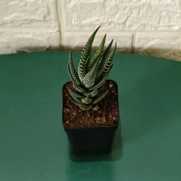 Haworthia Reinwardtii Zebra Wart Plants - Image 3