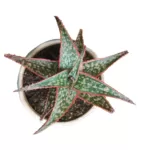 Aloe cv. Pink Blush - Stunning Succulent for Colorful Gardens and Indoor Spaces