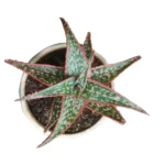 Aloe cv. Pink Blush – Stunning Succulent for Colorful Gardens and Indoor Spaces plant