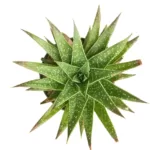 Discover the Enchanting Aloe Aristata Magic - A Captivating Succulent for Your Home or Garden