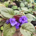 African Violets with Purple Flowers – Houseplants, Flowering Plants, Perennials