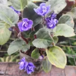 Buy African Violets with Light Purple flower - Houseplants, Flowering Plants, Perennials