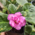 Buy African Violet Persian Pink with Purple border flower - Houseplants, Flowering Plants, Perennials