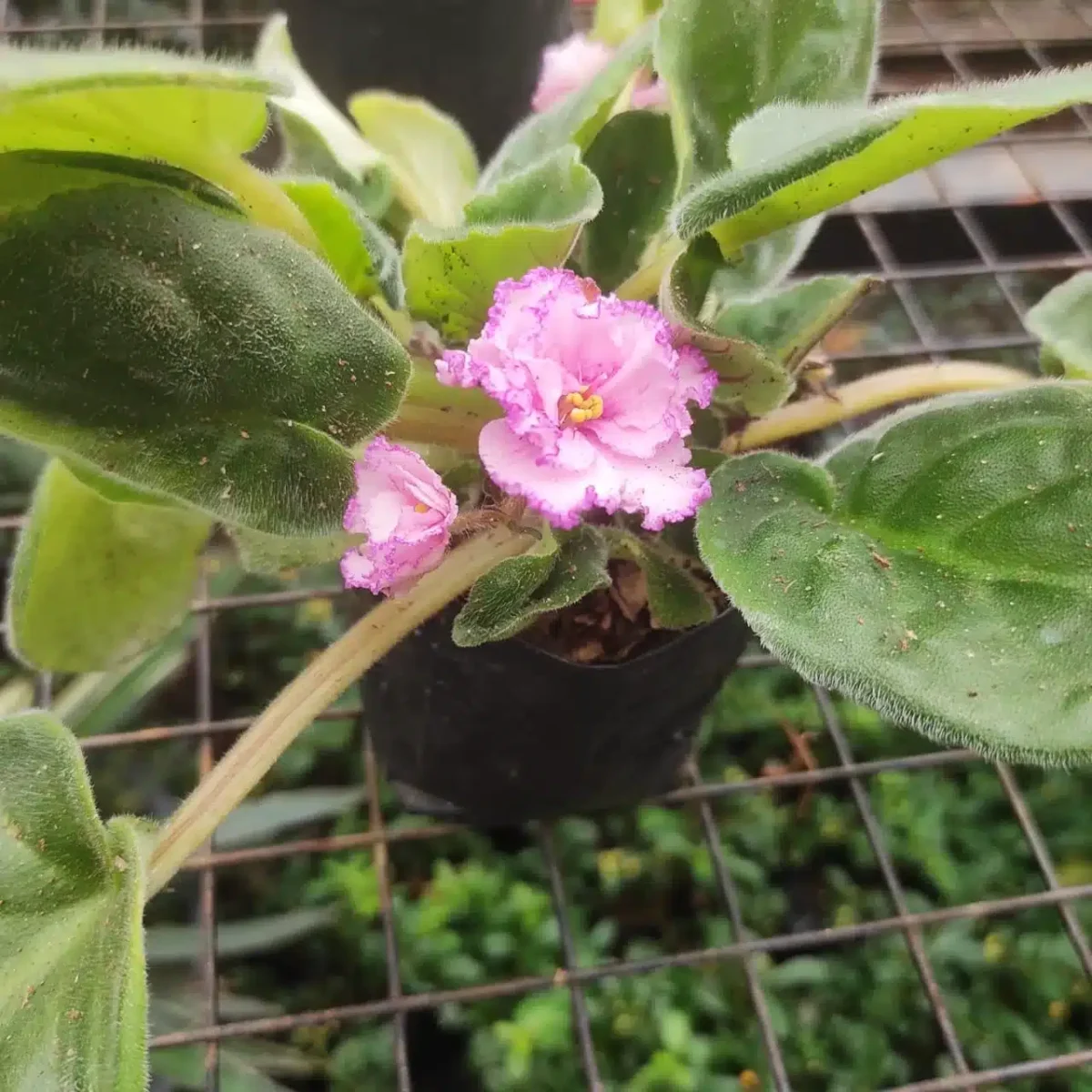 Buy African Violets Pink Lace with Purple Frill border flower - Houseplants, Flowering Plants, Perennials - Image 2