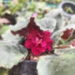 African Violet with Bright Maroon Flowers - – Houseplants, Flowering Plants, Perennials
