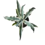 Buy Agave Gypsophila Ivory Curls - Stunning Perennial Succulent