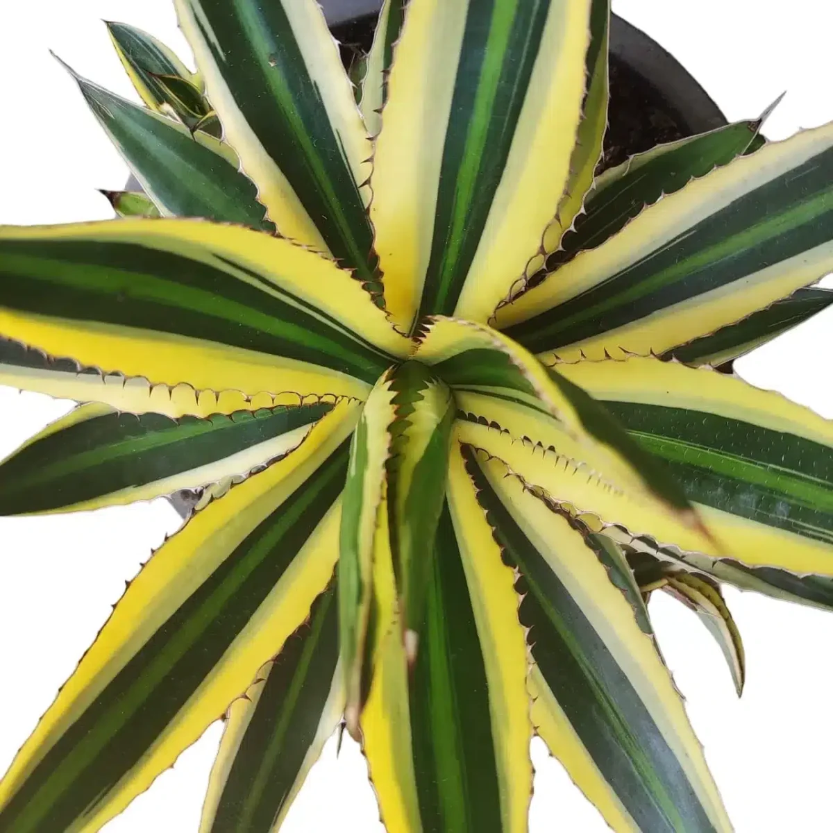Buy Agave univittata var. lophantha f. quadricolor - Striking Succulent Plant - Image 2