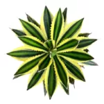 Buy Agave univittata var. lophantha f. quadricolor - Striking Succulent Plant