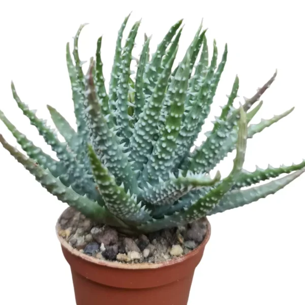 Aloe Humilis (Blue Dwarf Aloe) – Compact Succulent with Stunning Blue-Green Leaves - Image 2