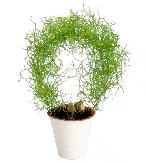 Buy Bowiea Volubilis (Climbing Sea Onion) Plant – Unique and Intriguing Addition to Your Garden or Indoor Space
