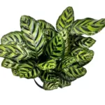 Calathea Makoyana 'Peacock' Plant - Vibrant Indoor Plant with Stunning Foliage