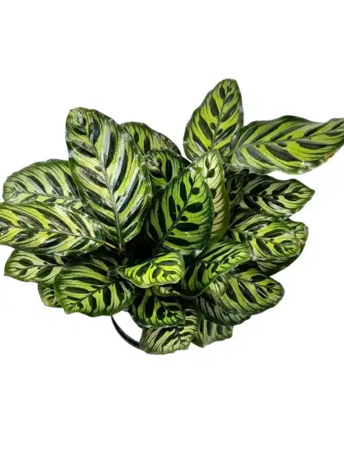 Calathea Makoyana ‘Peacock’ Plant – Vibrant Indoor Plant with Stunning Foliage