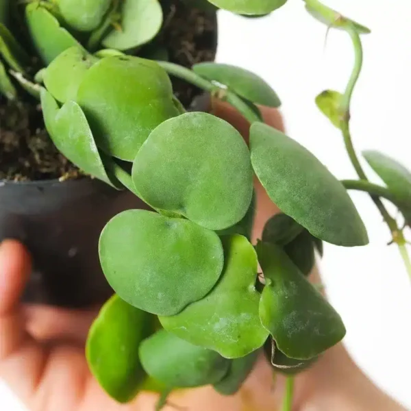 Dischidia Platyphylla - A Unique Indoor Plant with Trailing Vines and Heart-shaped Leaves - Image 2