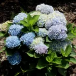 Hydrangea: Stunning Blooms for Gardens and Floral Arrangements