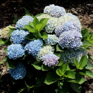Hydrangea Macrophylla (Random Color)