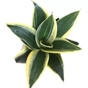 Sansevieria Trifasciata ‘Jade Dwarf Marginated’ – Compact Snake Plant with Variegated Leaves