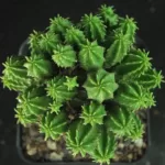 Buy Euphorbia Enopla Boiss var.Enopla - Striking Succulent Plant