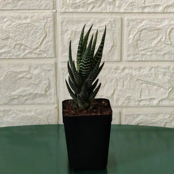 Haworthia Reinwardtii Zebra Wart Plants - Image 5