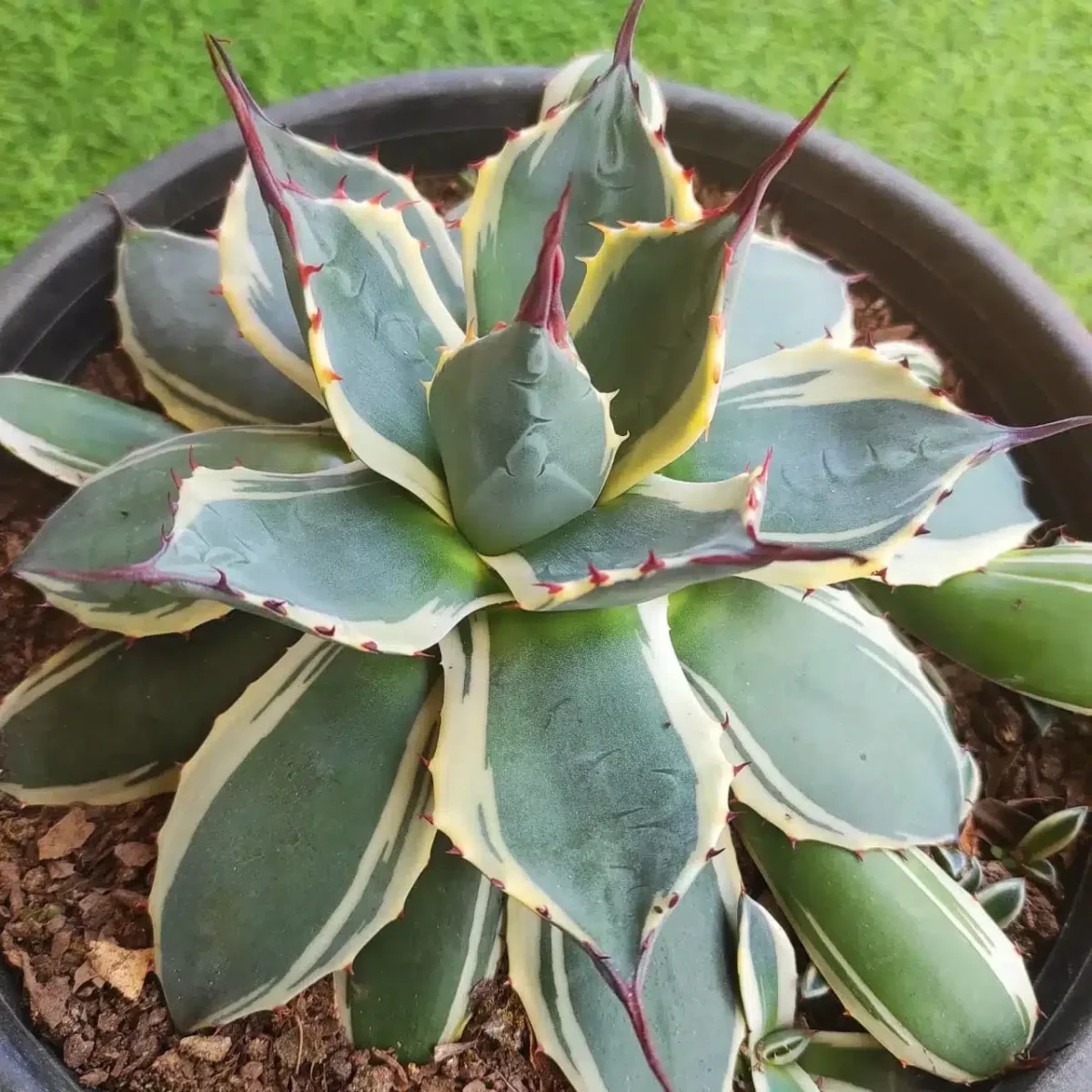 Buy Agave patonii f. marginata alba - Variegated Succulent Plant - Image 2