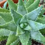 Buy Aloe Brevifolia Alligator Crocodile Plants - Unique Succulent with Medicinal Properties