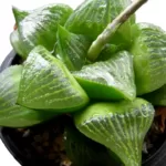 Buy Haworthia Retusa V Geraldi - Unique and Elegant Succulent Plant