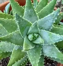 Buy Aloe Brevifolia Alligator Crocodile Plants - Unique Succulent with Medicinal Properties