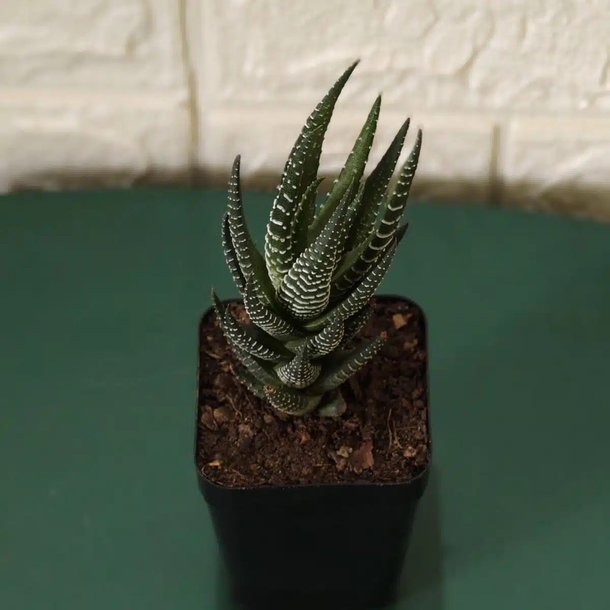 Haworthia Reinwardtii Zebra Wart Plants - Image 2