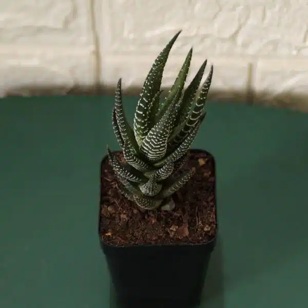 Haworthia Reinwardtii Zebra Wart Plants - Image 2
