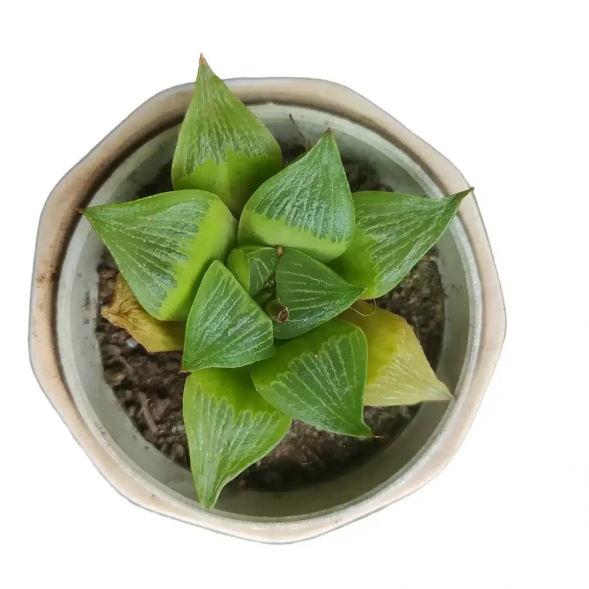 Buy Haworthia Retusa V Geraldi - Unique and Elegant Succulent Plant - Image 2