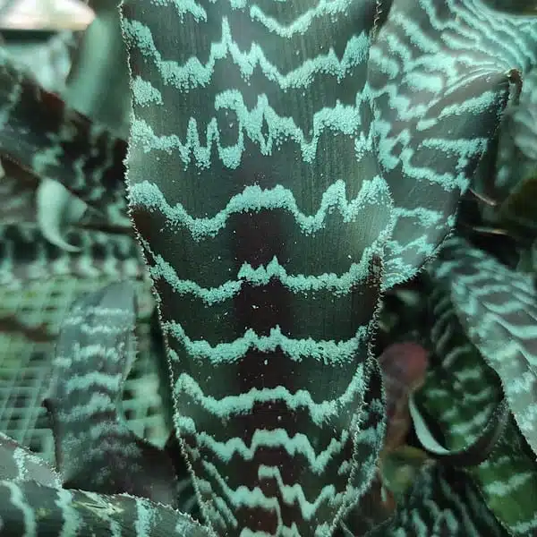 Cryptanthus zonatus "black magic" - Earth Star - Image 3