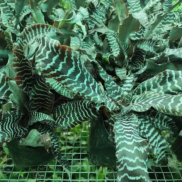 Cryptanthus zonatus "black magic" - Earth Star - Image 5